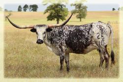 Blu Safari Splash/ longhorn cow for sale