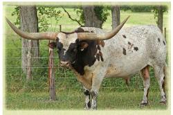 Cowboy Chex / longhorn bull