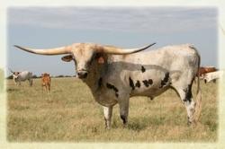 Respect Me/ longhorn bull