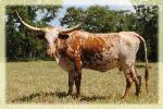 BW Rio Magnificent/ longhorn heifer