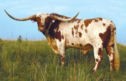 Super Bowl/ longhorn bull