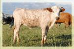 photo taken oct. 2012/ longhorn heifer sale pending