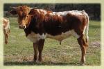 photo taken Dec. 2012/  longhorn bull/ steer for sale