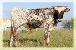 photo taken oct.2012/ longhorn bull/steer for sale